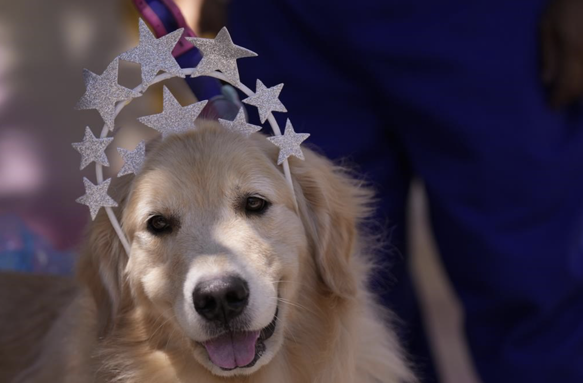 ¿Es divertido disfrazar a perros y gatos en Carnaval o puede ser una forma de estrés y maltrato? Analizamos pros, contras y abrimos el debate desde Mas Torrencito.