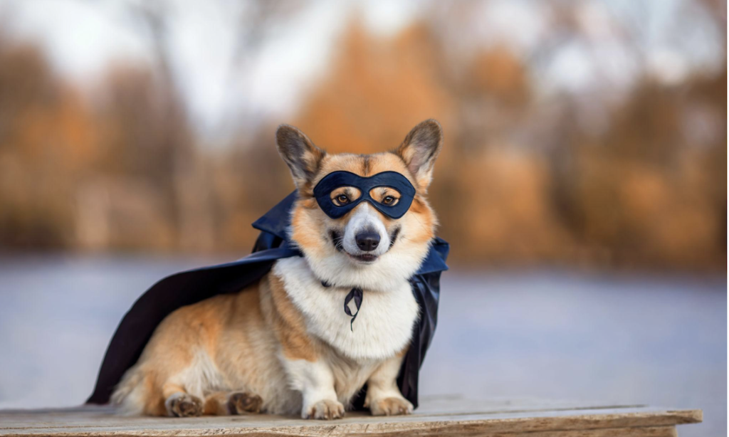 ¿Es divertido disfrazar a perros y gatos en Carnaval o puede ser una forma de estrés y maltrato? Analizamos pros, contras y abrimos el debate desde Mas Torrencito.