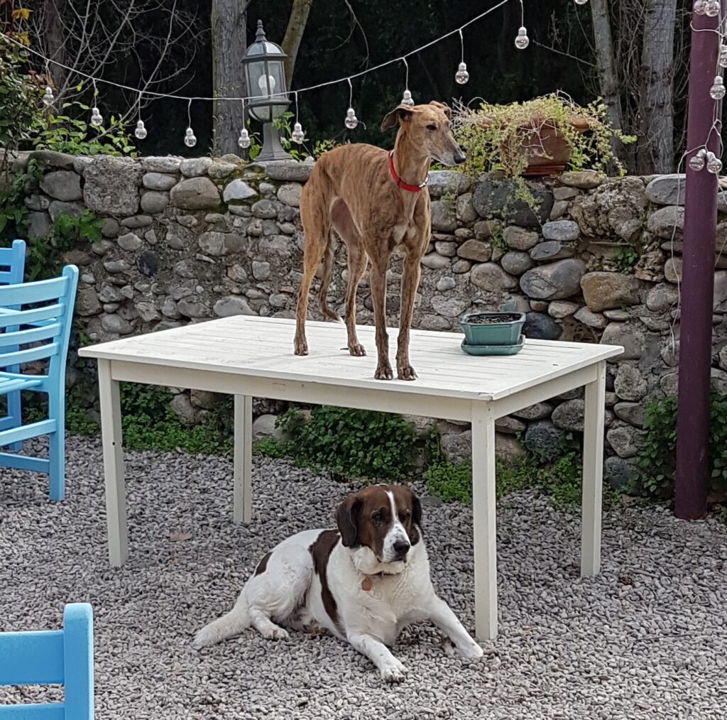 Perro corriendo libre en finca rural petfriendly en Girona con su dueño observando emocionado