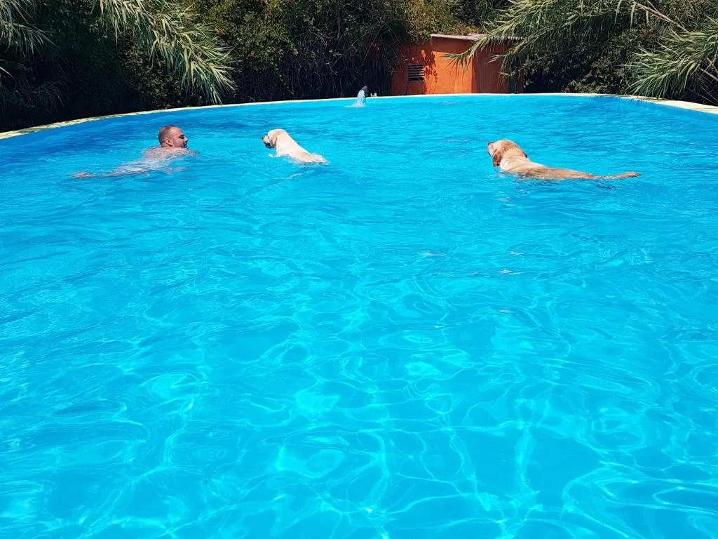 MasTorrencito el Hotel con piscina para perros y mascotas