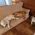 ¿Es una traición adoptar otro perro después de perder al tuyo?