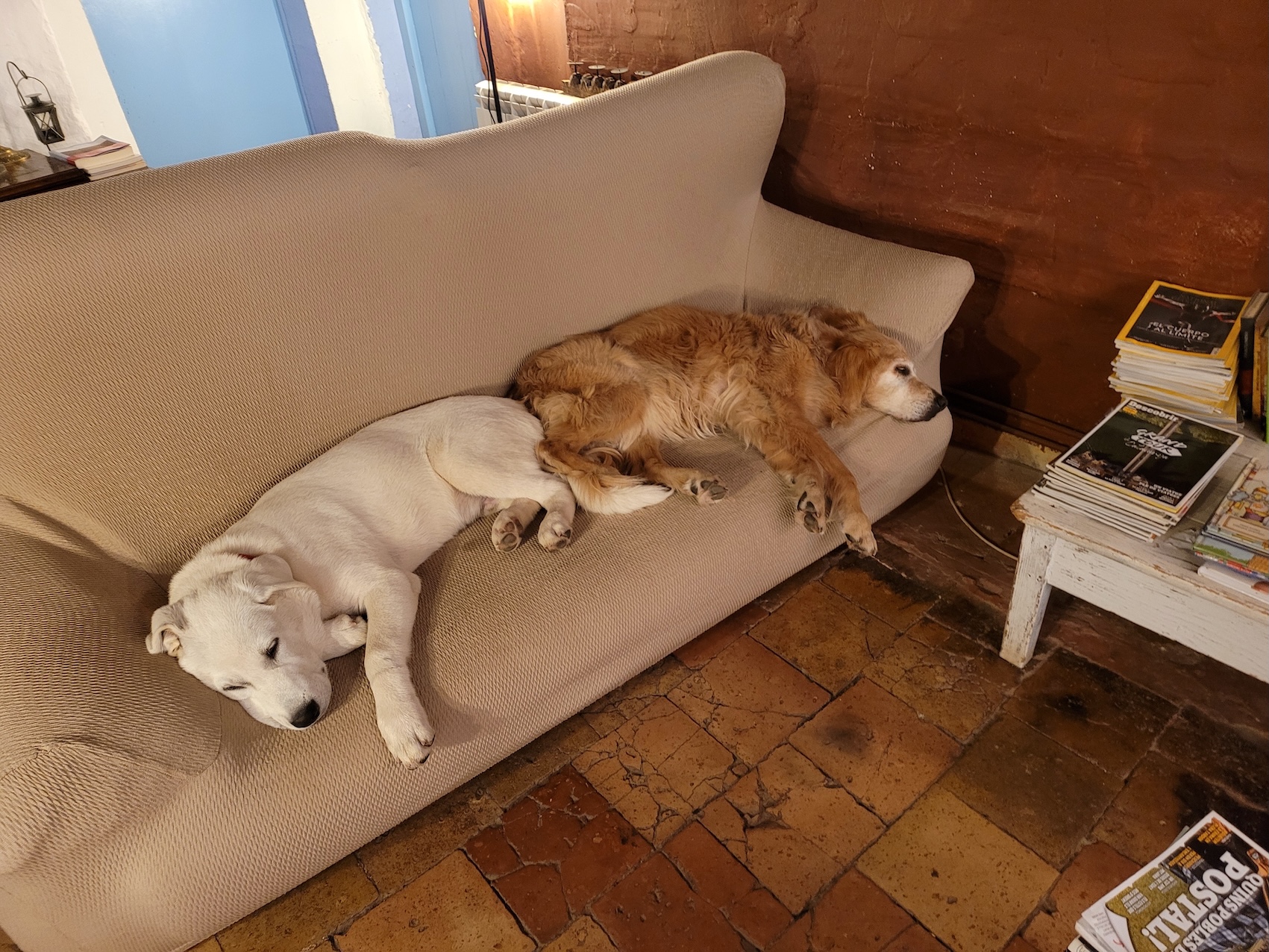 Manuela, ya mayor, dormida en el sofá junto a Mastitwo, un cachorro blanco