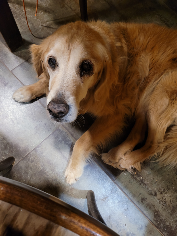 Manuela, golden retriever ya mayor, tumbada en el suelo y mirando a la cámara