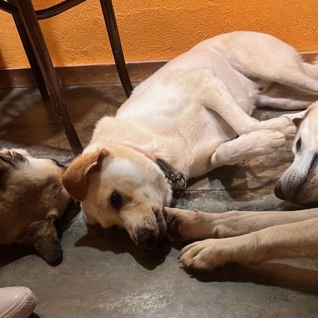 Varios perros durmiendo juntos en Mastorrencito