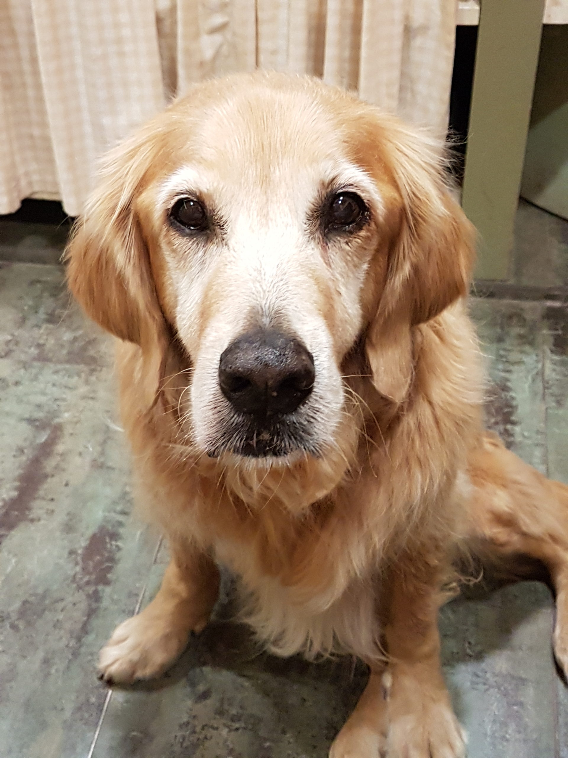 ¿Aún no tienes perro? Te estás perdiendo algo grande…