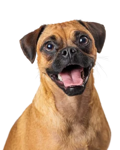 Perro sonriendo Mas Torrencito