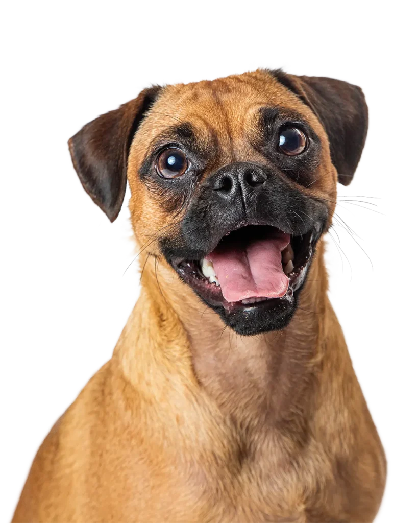 Perro sonriendo Mas Torrencito
