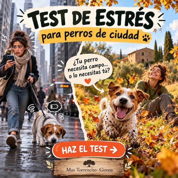 Test de estrés para perros de ciudad: ¿tu perro necesita campo… o lo necesitas tú?
