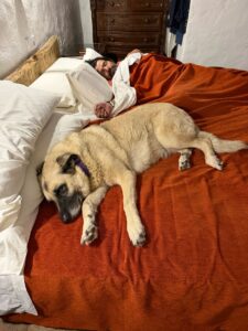 Dormir amb gossos en MasTorrencito, Turisme Rural Petfriendly Girona