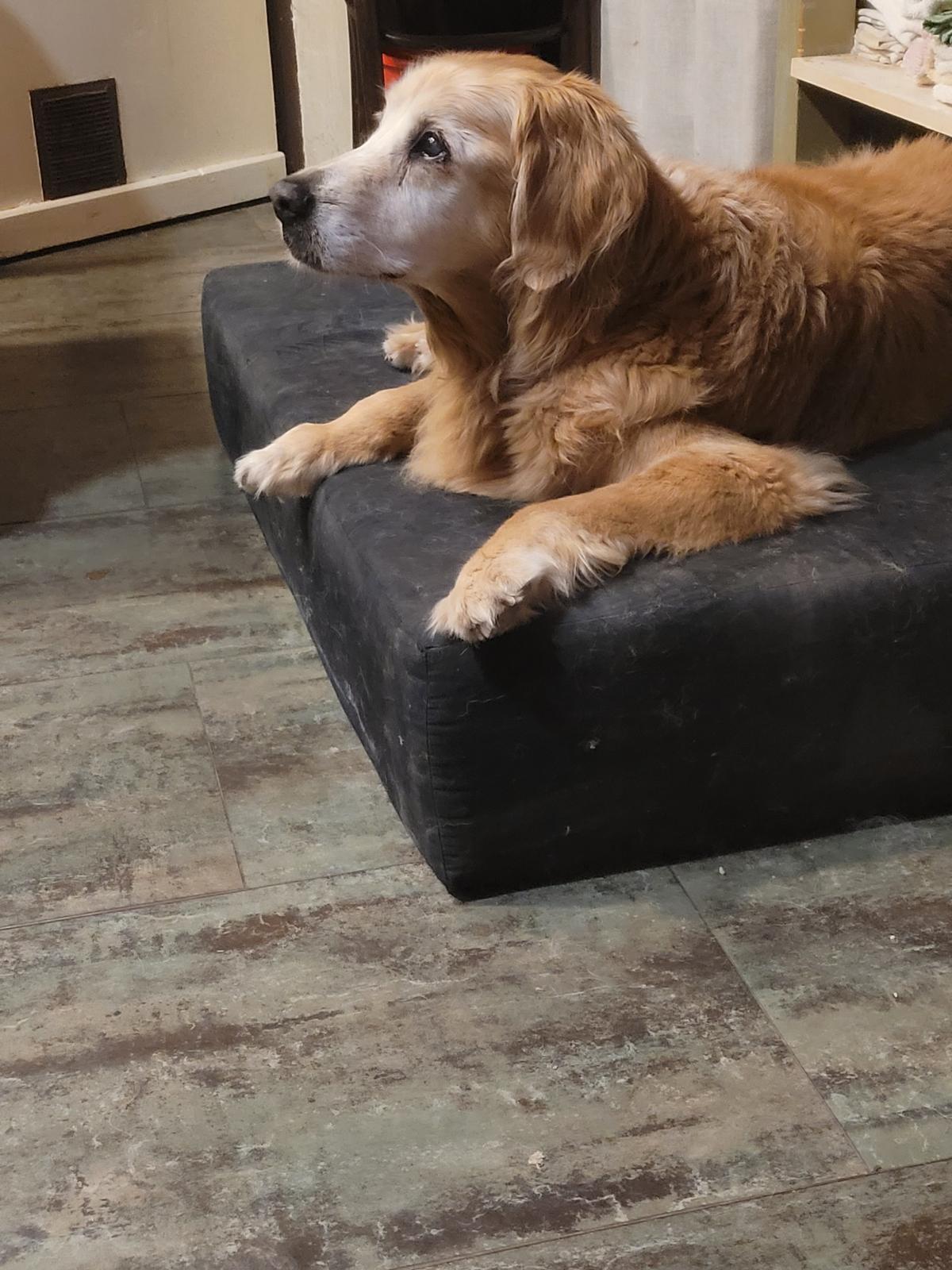 🐕 Si los perros que ya no están en MasTorrencito escribieran una carta… esto te dirían