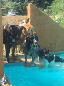 Cuatro perros mirando la piscina de Mas Torrencito desde las escaleras, casa rural petfriendly con piscina en el Empordà Girona