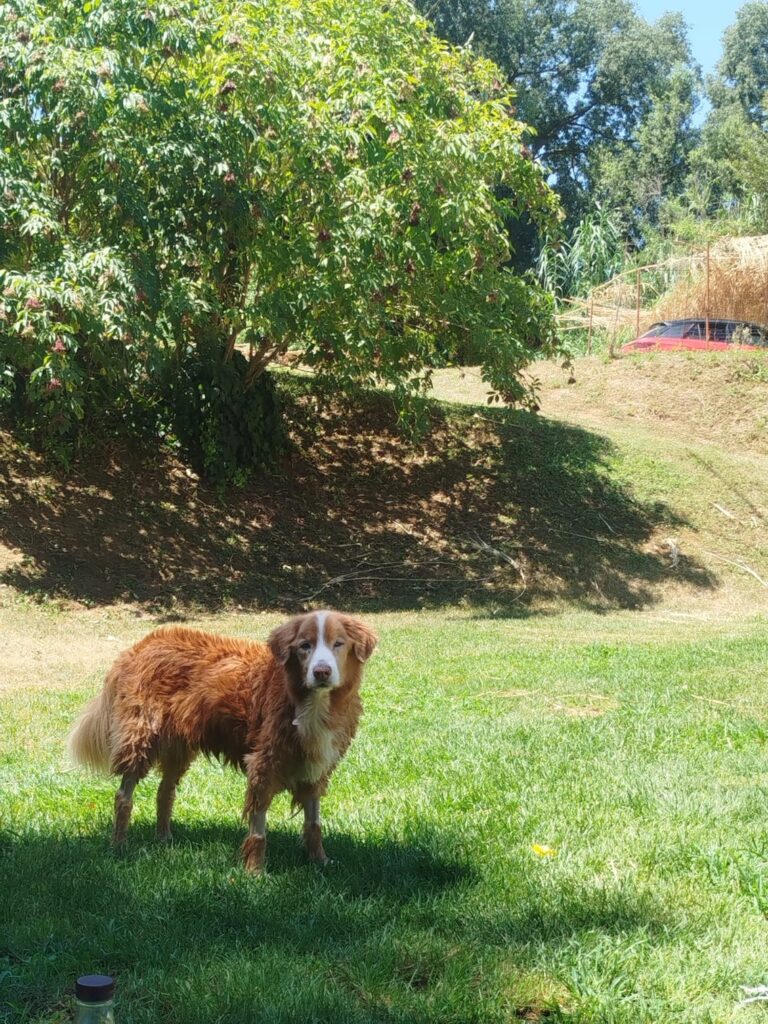 Blade, perro con cáncer terminal, disfrutando feliz de la piscina en Mas Torrencito, casa rural pet friendly en Girona, en su último día de vida