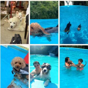 Collage de perros y familias disfrutando de la piscina de Mas Torrencito durante el verano de 2026, casa rural pet friendly en Girona.