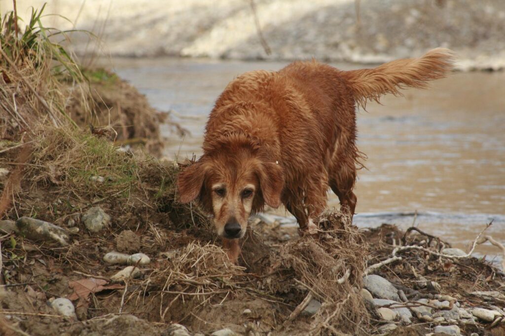Manuela, perra de Mas Torrencito, explorando la orilla del río, símbolo de superación y resiliencia