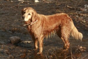 Manuela en el río en Girona, ejemplo de perro feliz en entorno pet friendly