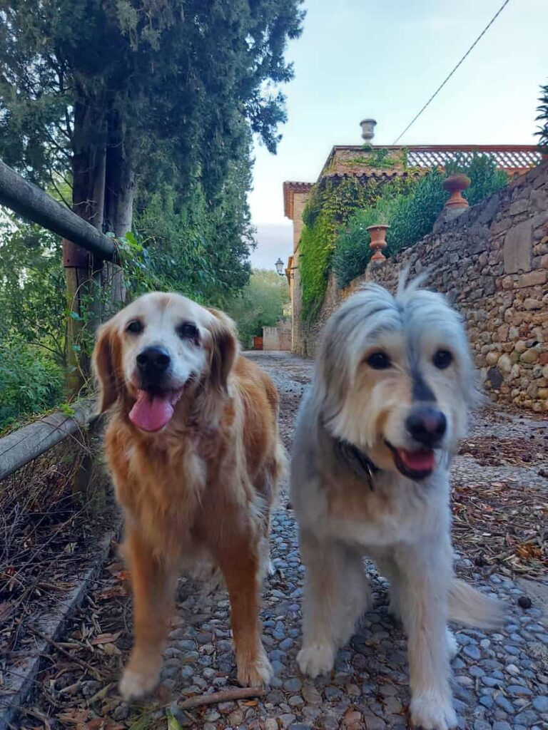 Manuela, golden retriever, y Shiva, perra de pelo largo gris y blanco, en el camino empedrado de entrada a Mas Torrencito, masía pet friendly en Parets d'Empordà (Girona)