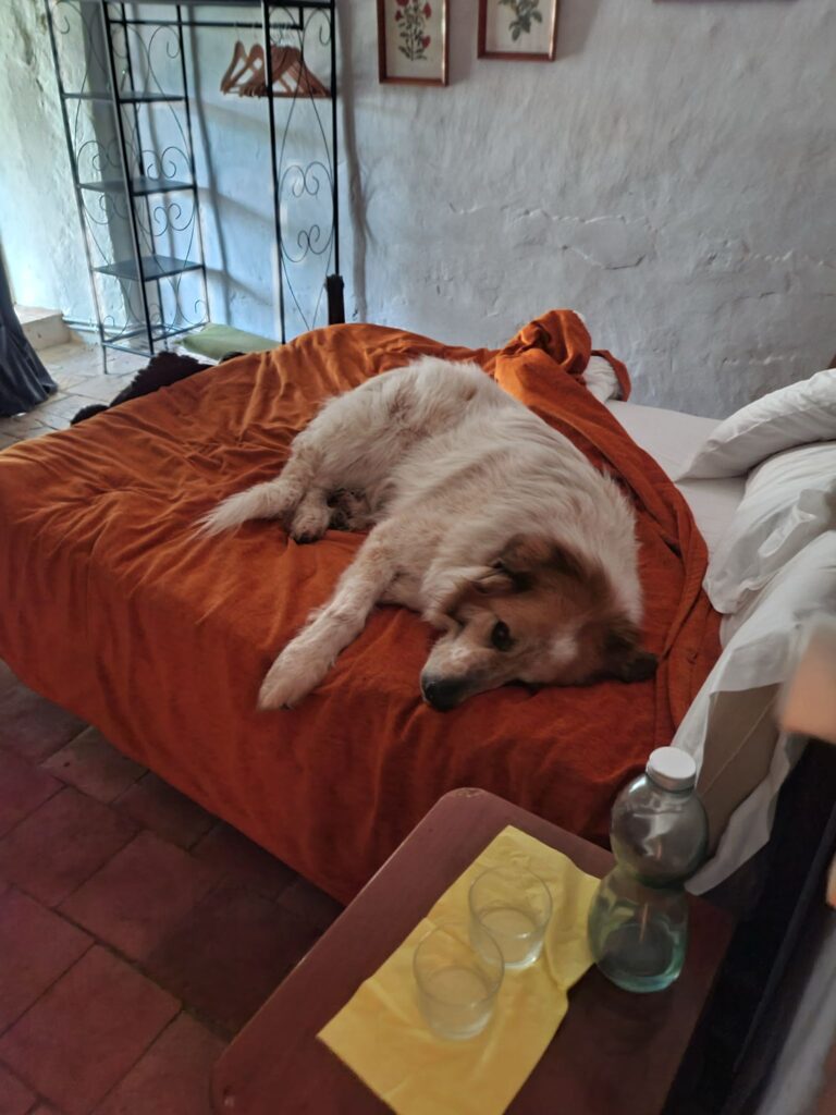 Mastín Tiruri tumbado en la cama de una habitación de Mas Torrencito, casa rural petfriendly en Girona donde los perros duermen donde quieren