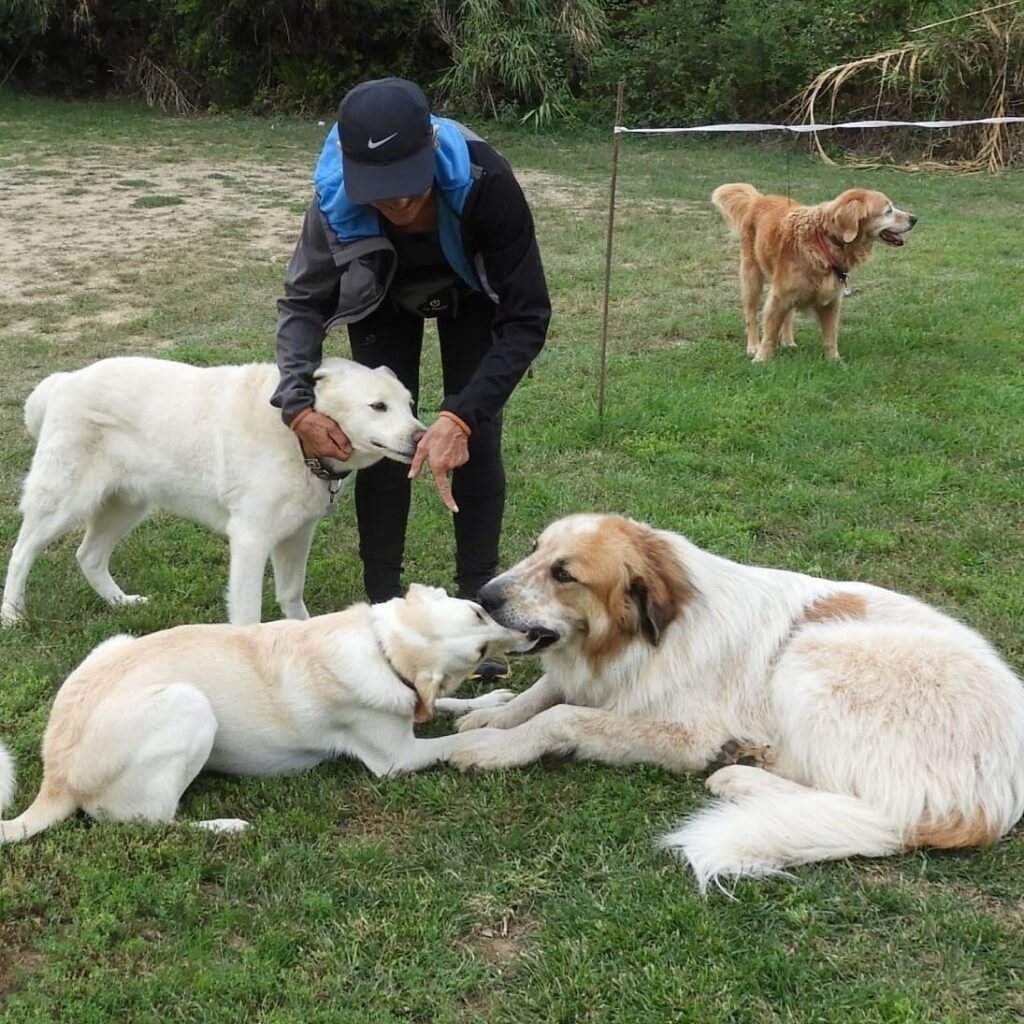 Mastín Tiruri tumbado en el jardín de Mas Torrencito junto a la manada, casa rural con perros en Girona