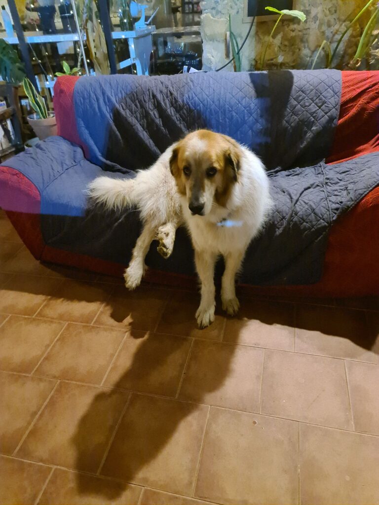 Mastín Tiruri, mastín español de gran tamaño, tumbado en el sofá de Mas Torrencito en el Empordà mirando a cámara