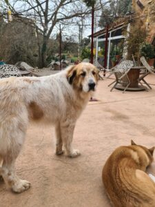 Mastín Tiruri Tururá en la terraza de Mas Torrencito, casa rural con perros en Parets d'Empordà, Girona