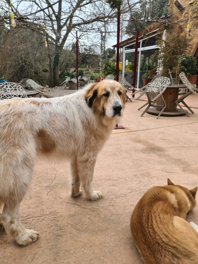 Mastín Tiruri Tururá en la terraza de Mas Torrencito, casa rural con perros en Parets d'Empordà, Girona