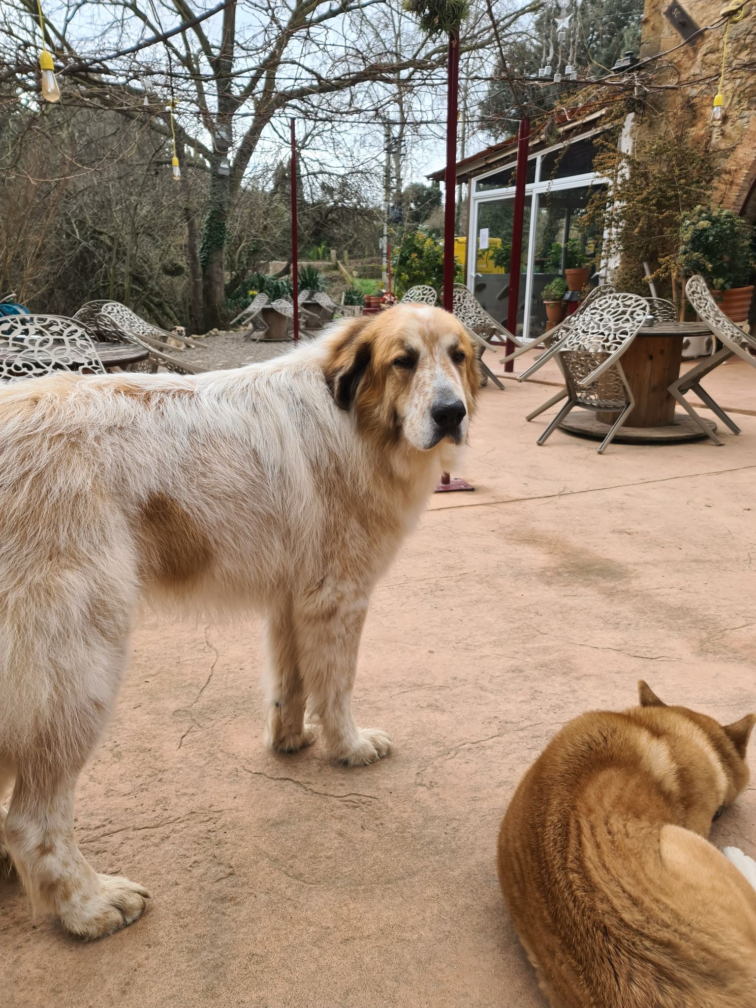 Mastín Tiruri Tururá en la terraza de Mas Torrencito, casa rural con perros en Parets d'Empordà, Girona