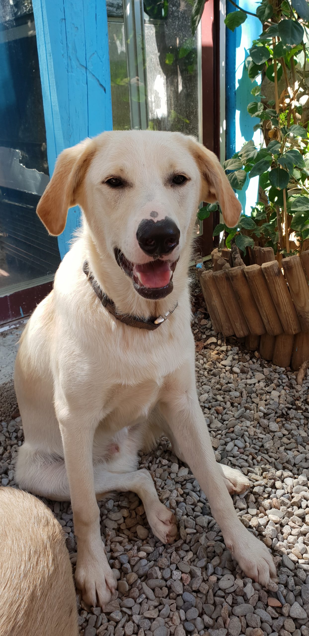 Masto en MasTorrencito