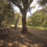 7 bosques cerca de Girona donde tu perro será más feliz que tú