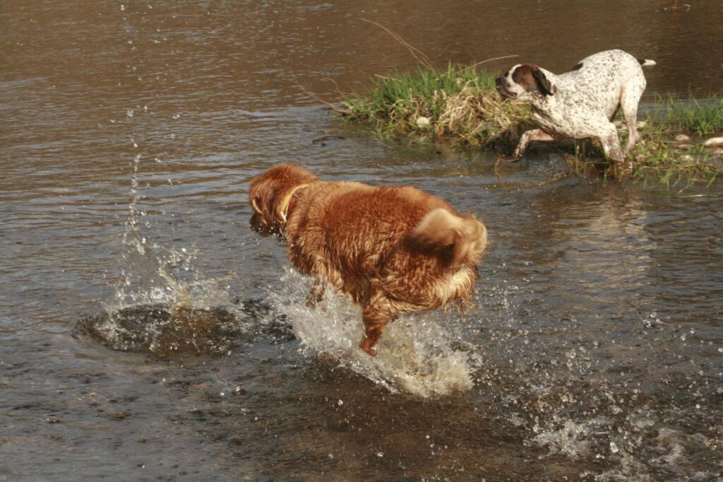 Perros jugando en el río cerca de Mas Torrencito, experiencia dog friendly en Girona