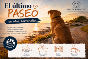 Perro mirando el atardecer en un paseo emotivo, símbolo del último paseo y la despedida de una mascota en Mas Torrencito.
