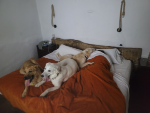 Yuri y Mastitwo juntos en Mas Torrencito, casa rural pet friendly en Girona donde los perros pueden subir al sofá
