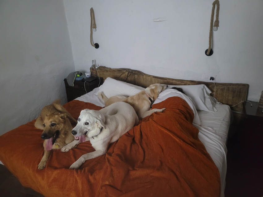 Yuri y Mastitwo juntos en Mas Torrencito, casa rural pet friendly en Girona donde los perros pueden subir al sofá